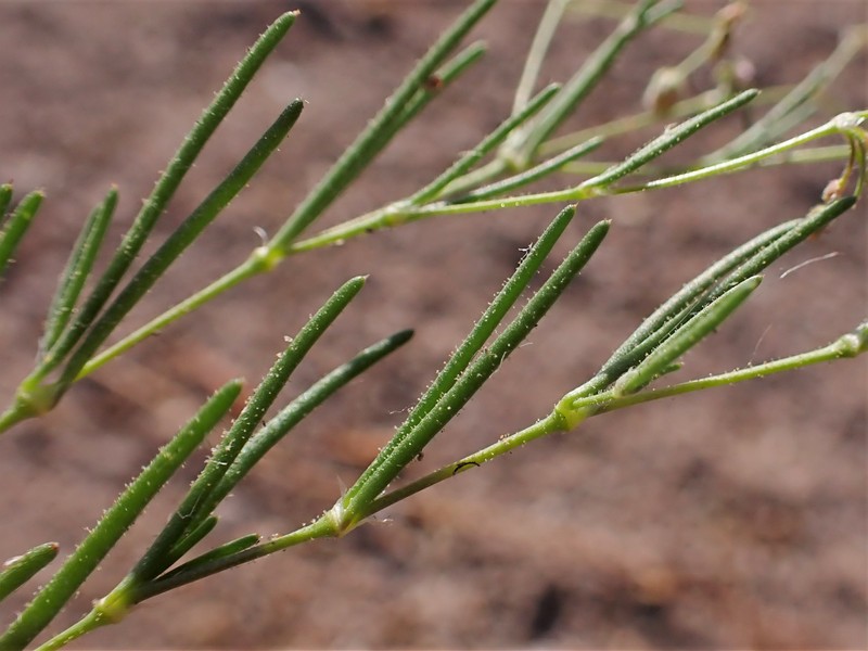 Alkali Sandspurry photo 2