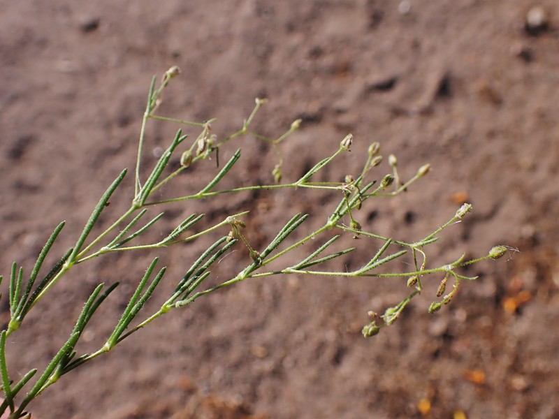 Alkali Sandspurry