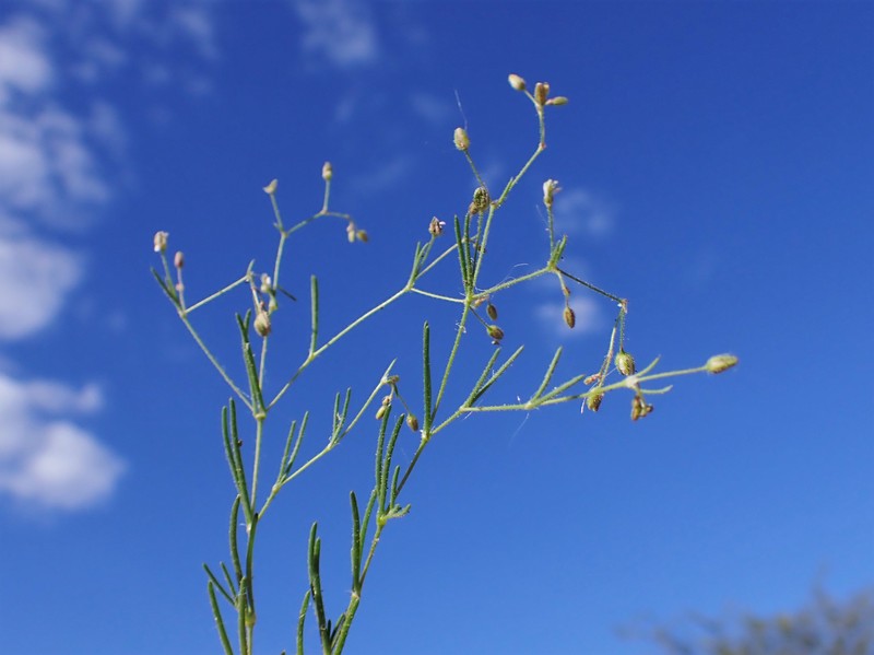 Alkali Sandspurry photo 3