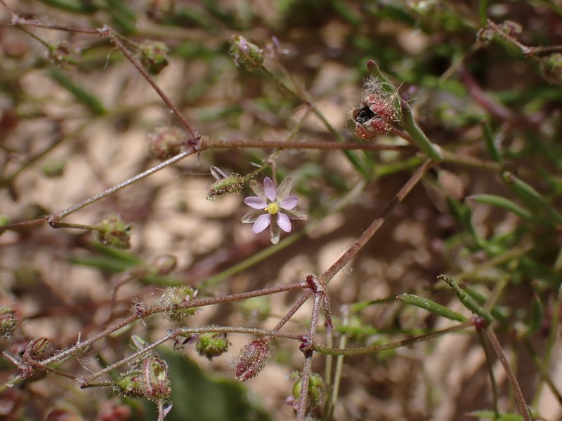 Alkali Sandspurry photo 7