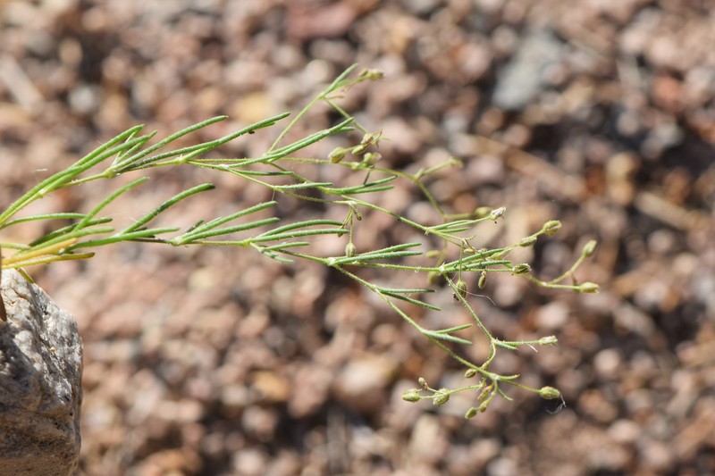 Alkali Sandspurry photo 4