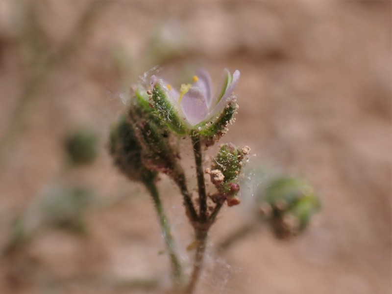 Alkali Sandspurry photo 5