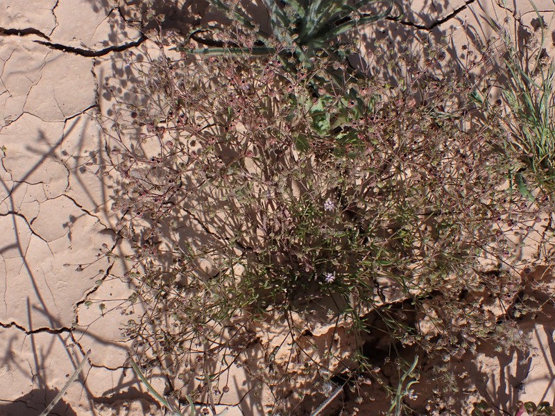 Alkali Sandspurry photo 6