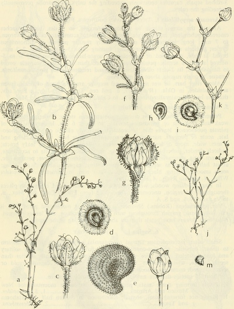 Bristleseed Sandspurry