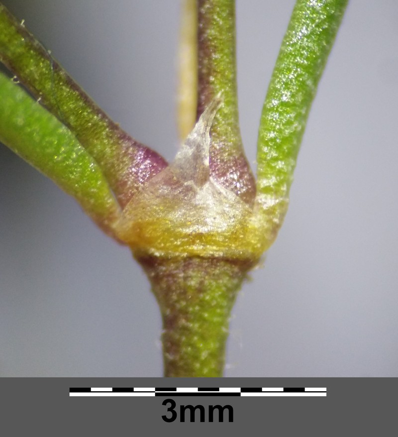 Bristleseed Sandspurry photo 2