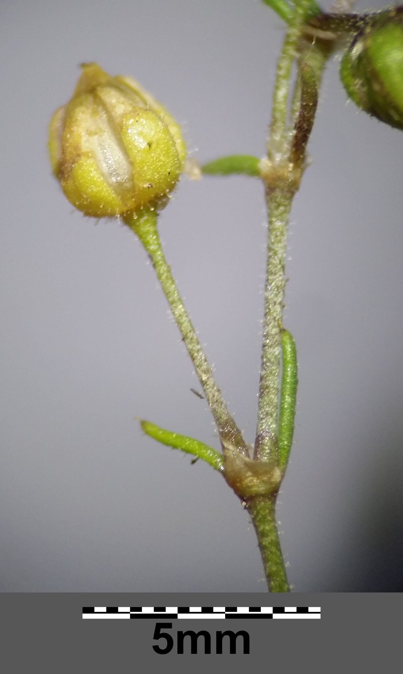 Bristleseed Sandspurry photo 3
