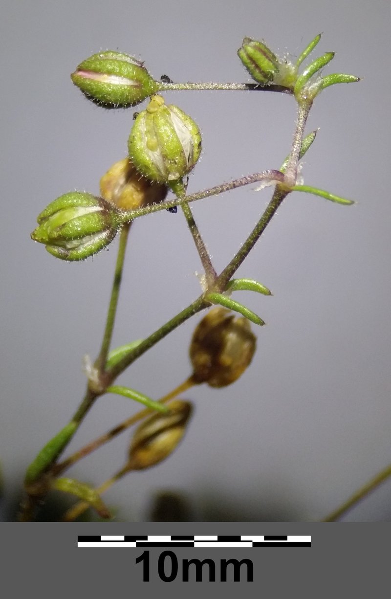 Bristleseed Sandspurry photo 4