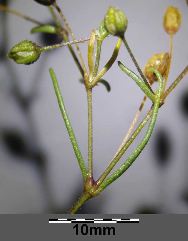 Bristleseed Sandspurry photo 6