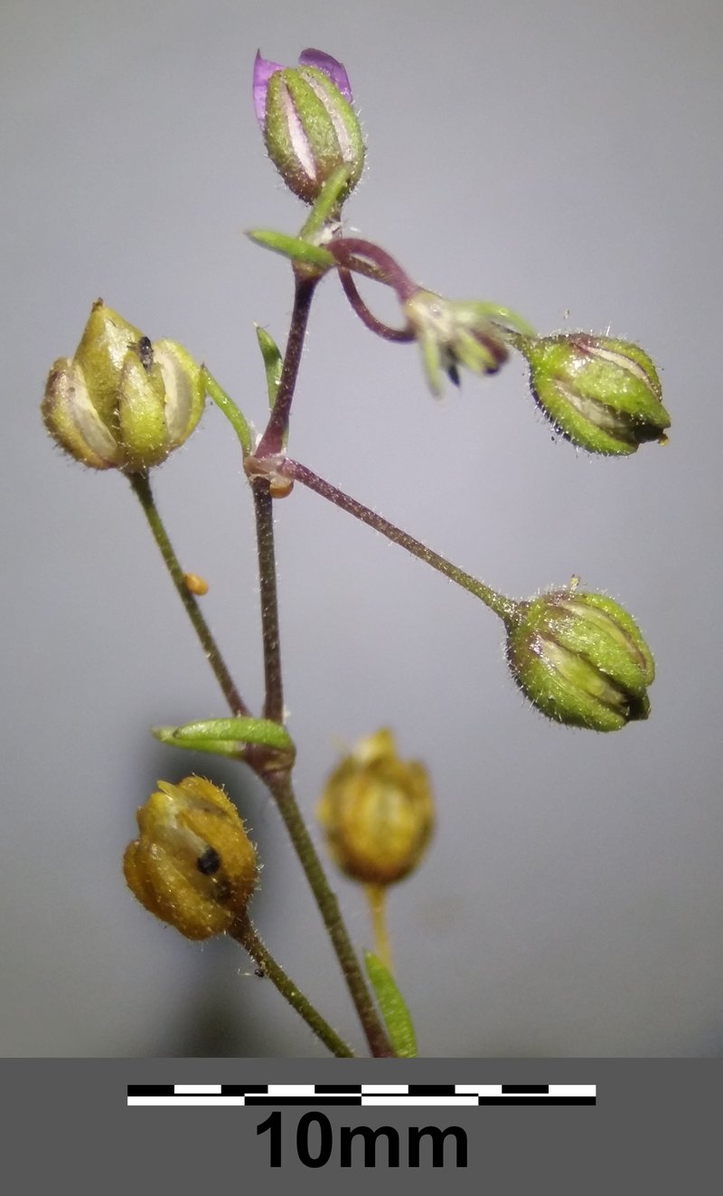 Bristleseed Sandspurry photo 7