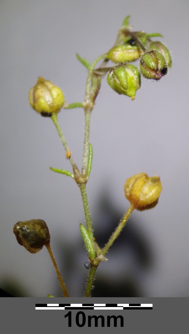 Bristleseed Sandspurry photo 8
