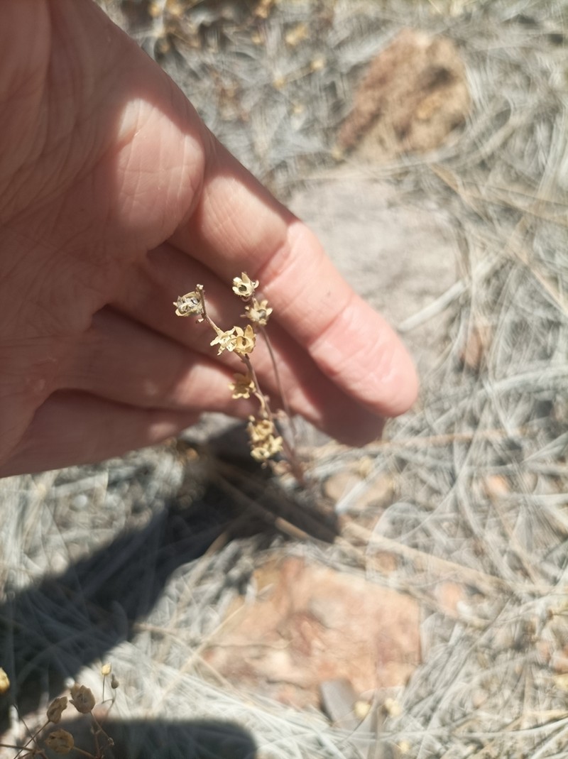 Spergularia flaccida
