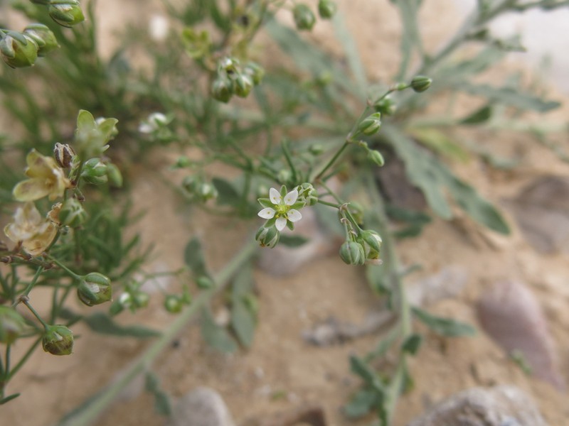 Spergularia flaccida photo 2