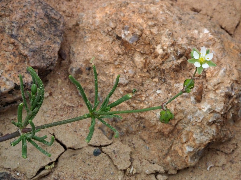 Spergularia flaccida photo 3