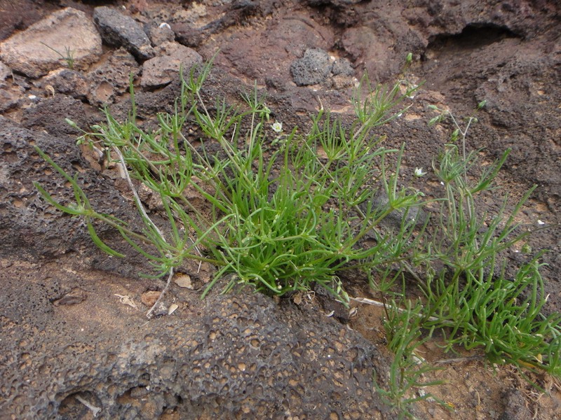 Spergularia flaccida photo 4