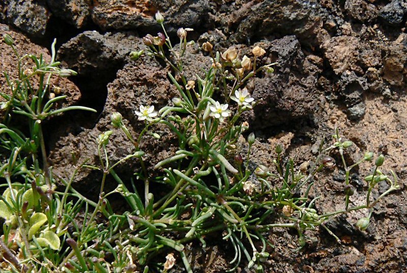 Spergularia flaccida photo 5