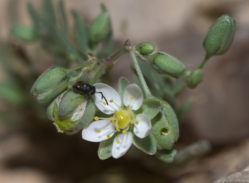 Spergularia flaccida photo 6