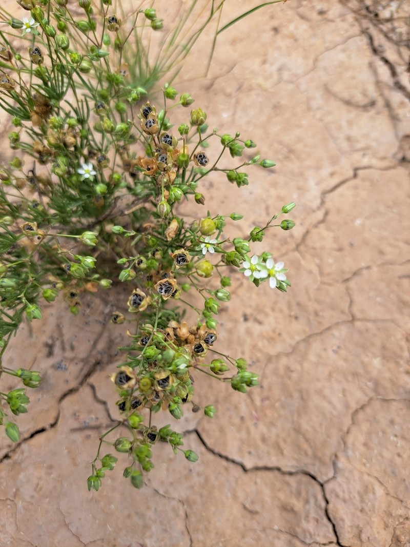 Spergularia flaccida photo 8