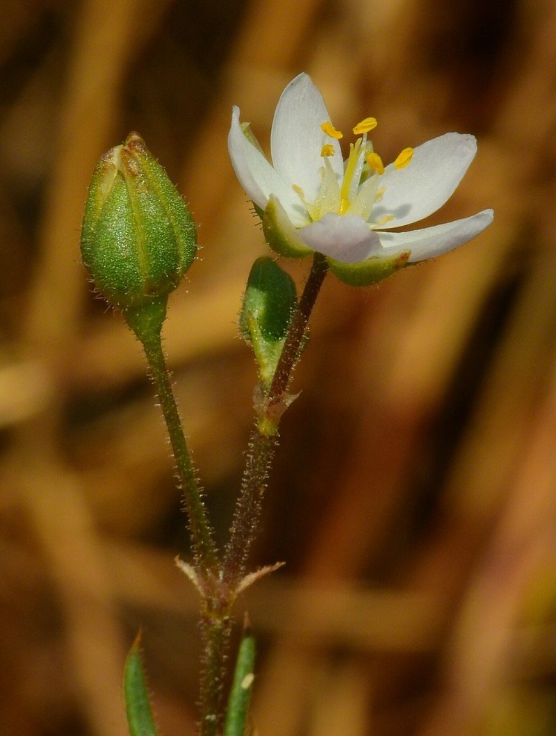 Sticky Sandspurry photo 2