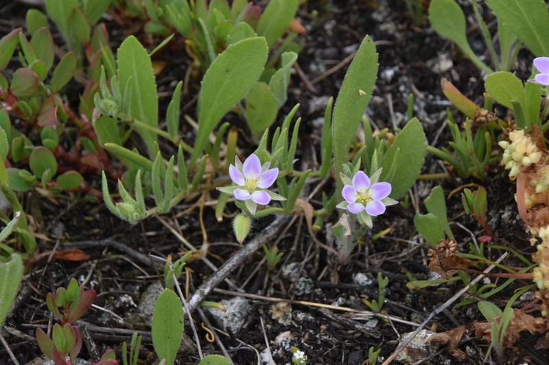 Sticky Sandspurry photo 3