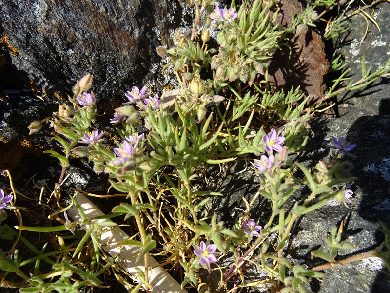 Sticky Sandspurry photo 4
