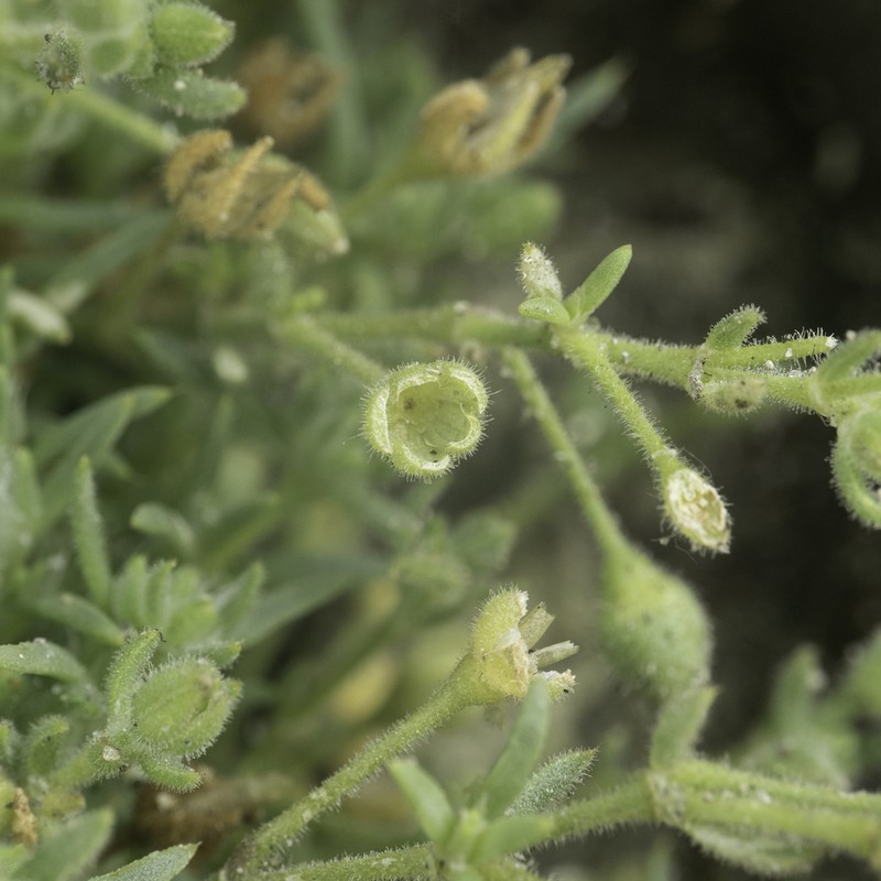 Sticky Sandspurry photo 6