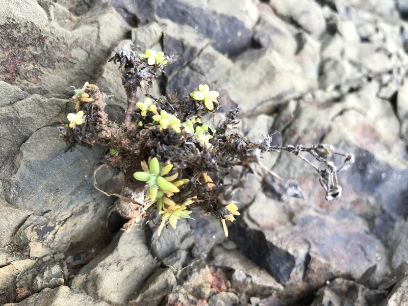 Sticky Sandspurry photo 7