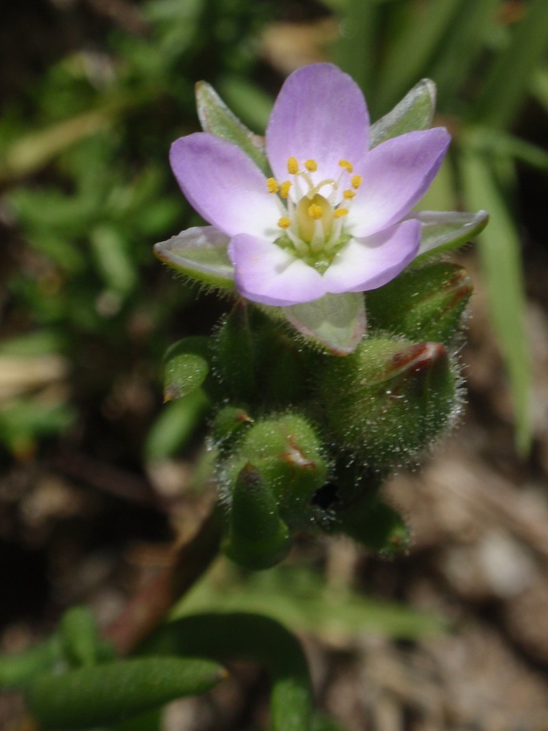 Sticky Sandspurry