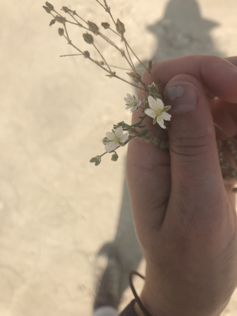 Spergularia macrotheca var. leucantha