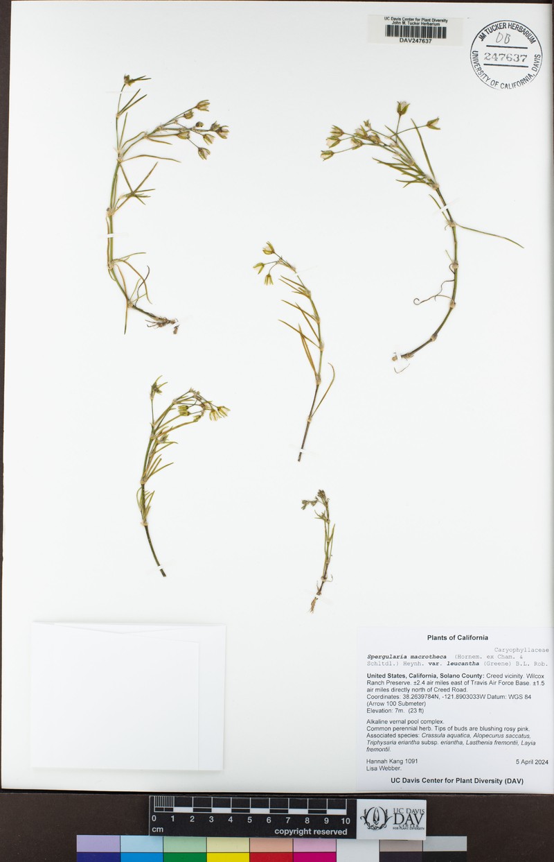 Spergularia macrotheca var. leucantha photo 2