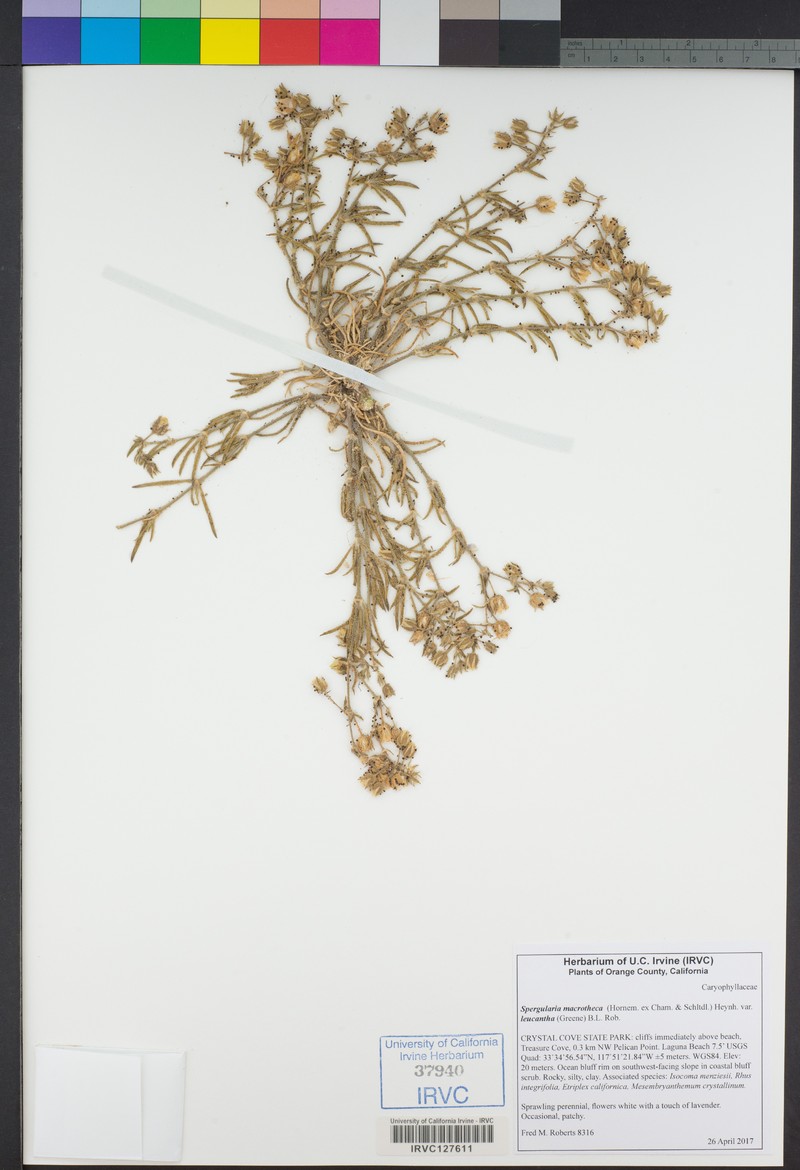 Spergularia macrotheca var. leucantha photo 3