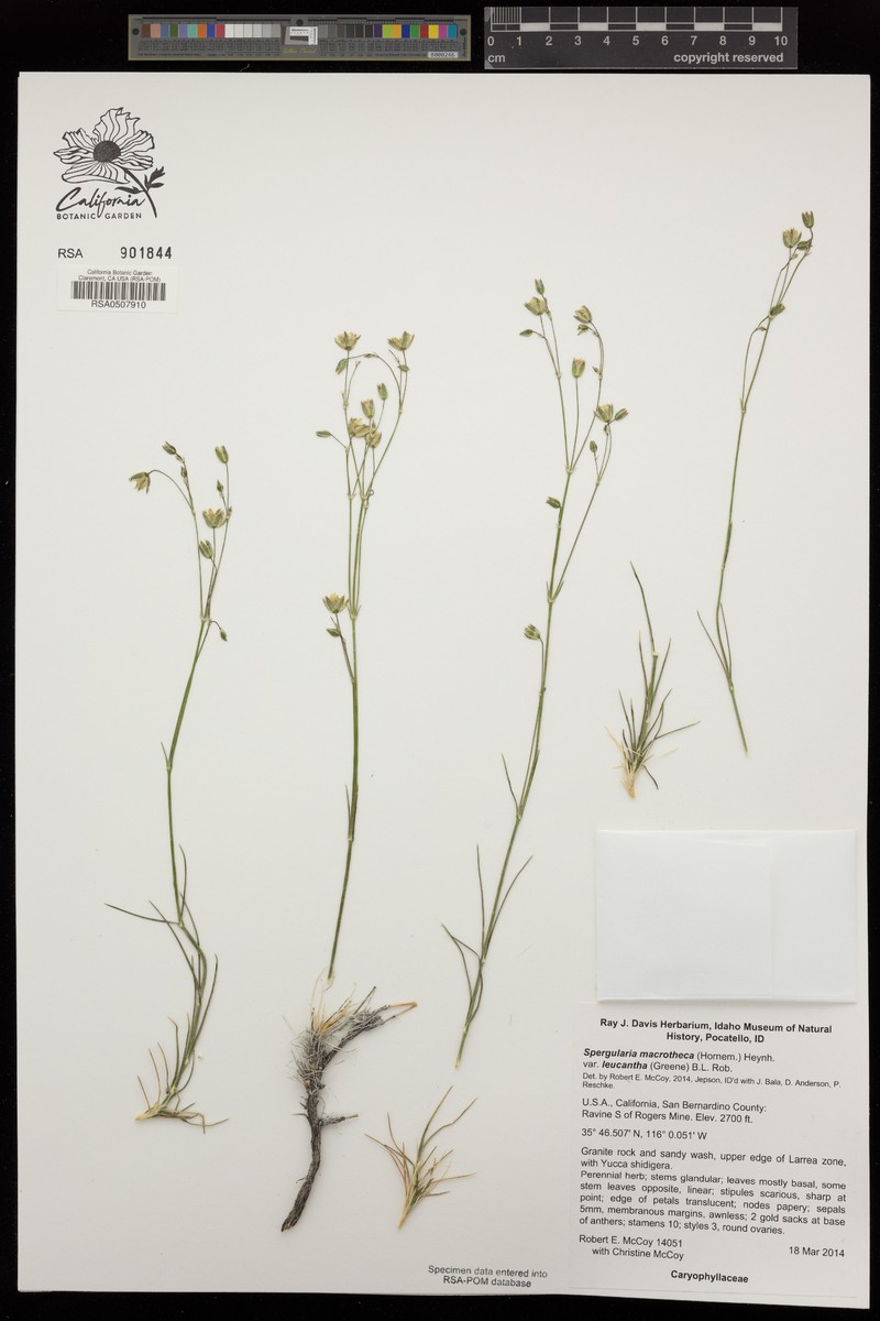 Spergularia macrotheca var. leucantha photo 4