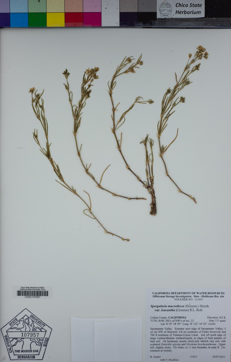 Spergularia macrotheca var. leucantha photo 5