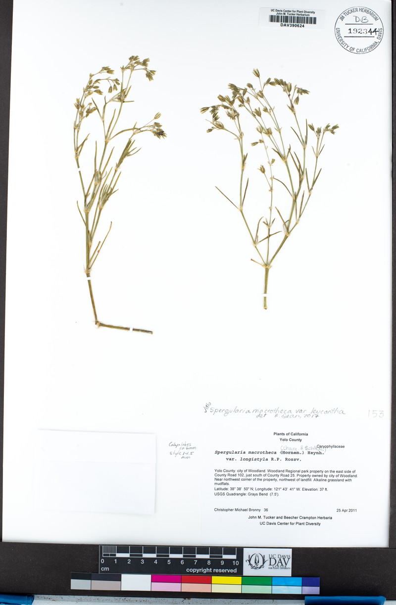 Spergularia macrotheca var. leucantha photo 6