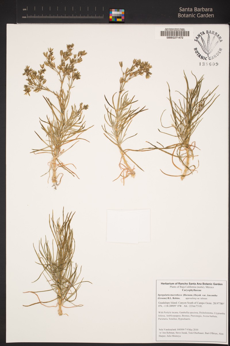 Spergularia macrotheca var. leucantha photo 7
