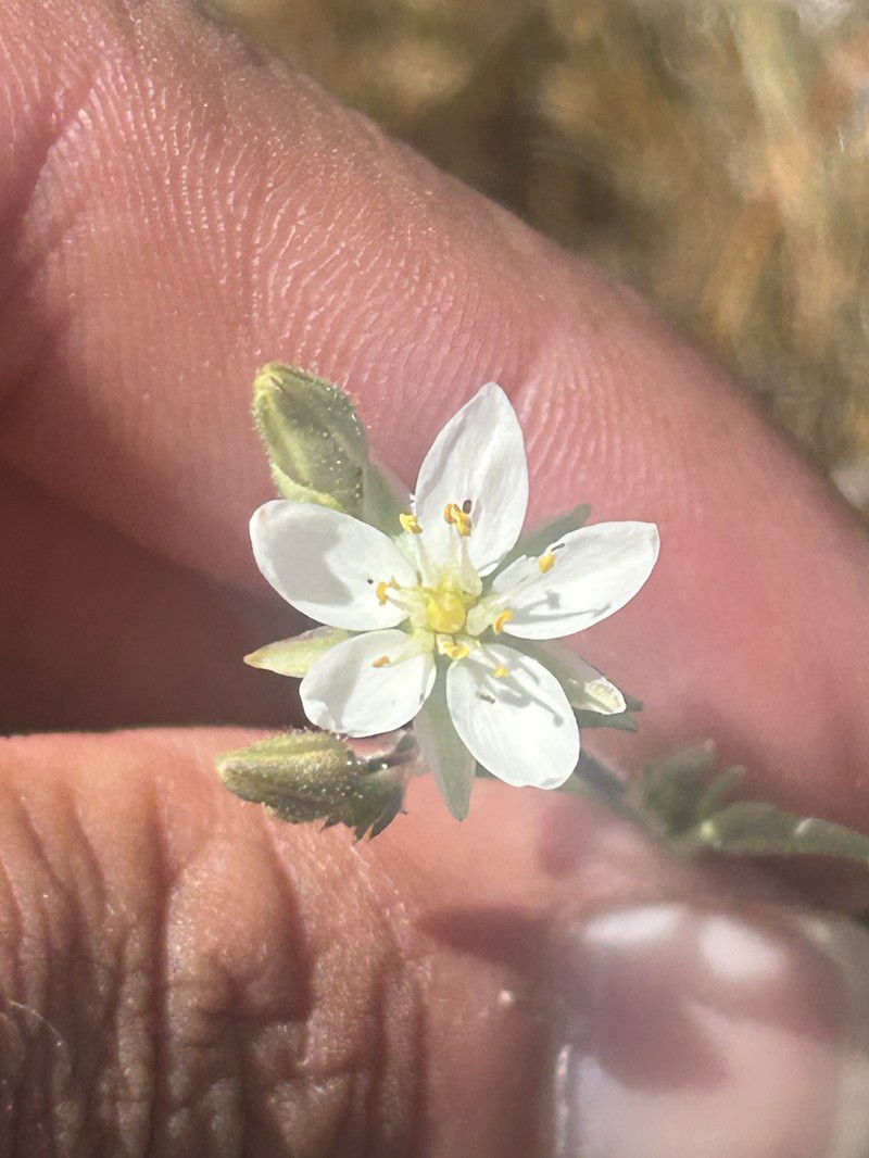 Spergularia macrotheca var. longistyla