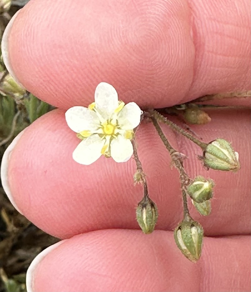 Spergularia macrotheca var. longistyla photo 2