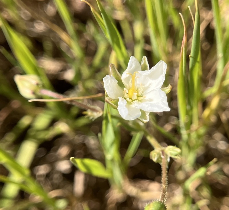 Spergularia macrotheca var. longistyla photo 4