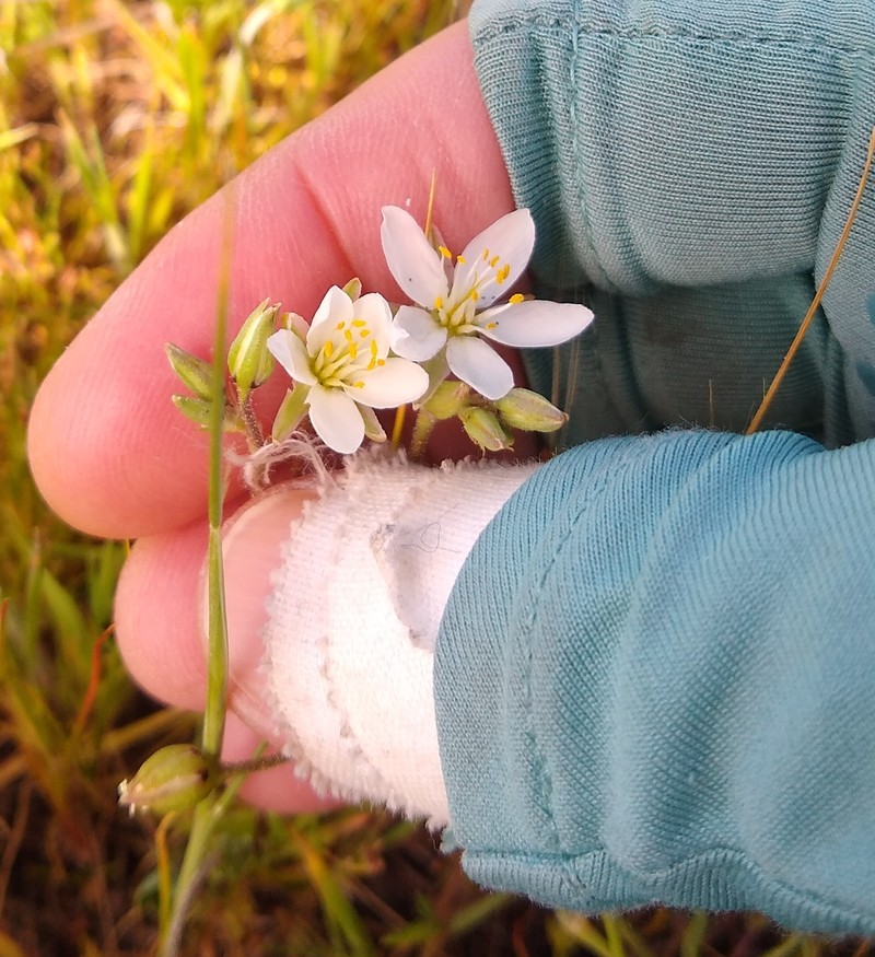 Spergularia macrotheca var. longistyla photo 5