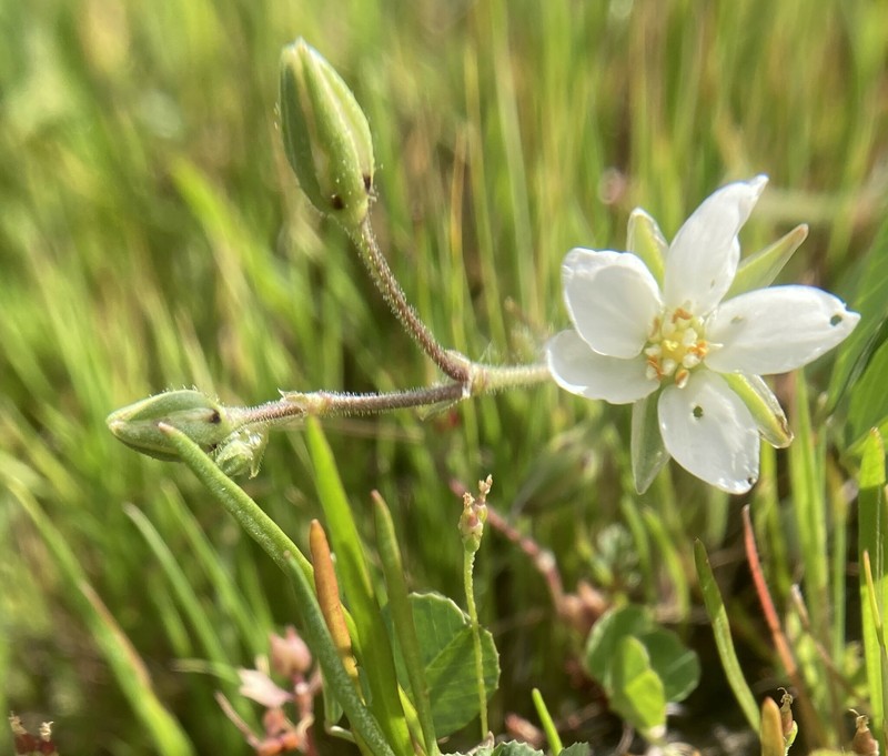 Spergularia macrotheca var. longistyla photo 6
