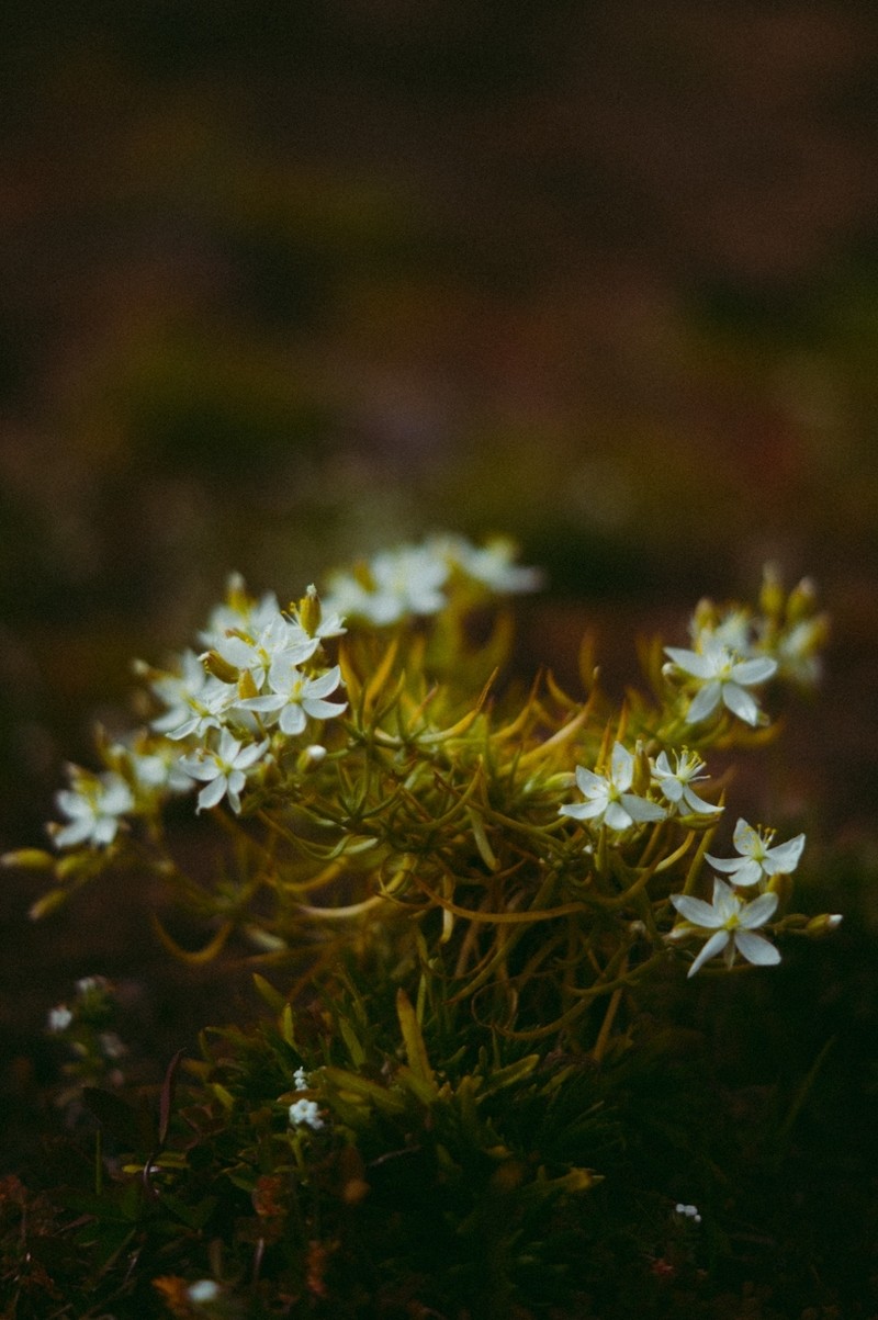 Spergularia macrotheca var. longistyla photo 7