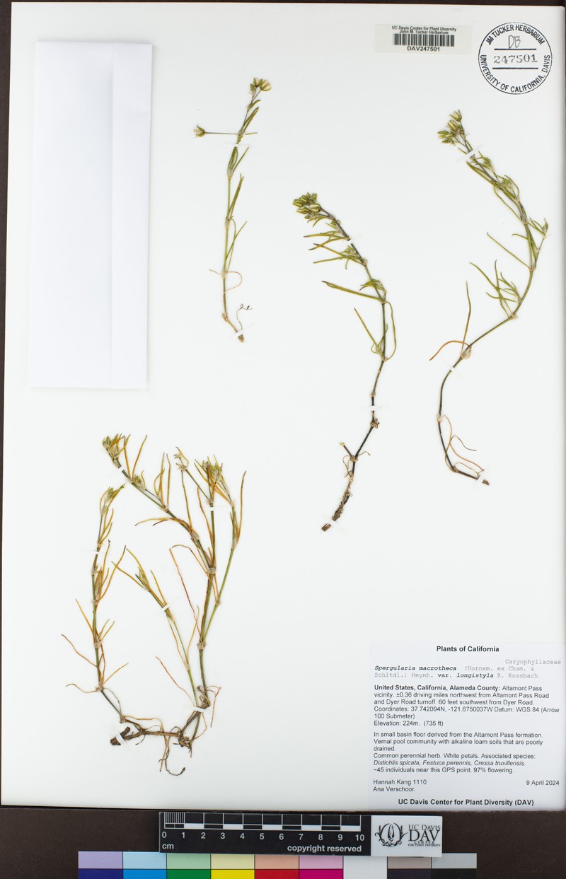 Spergularia macrotheca var. longistyla photo 8