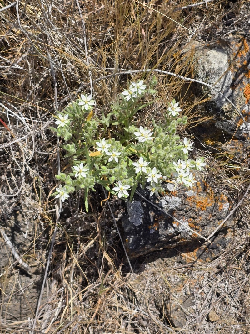 Spergularia macrotheca var. macrotheca