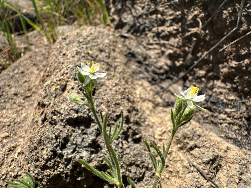 Spergularia macrotheca var. macrotheca photo 2