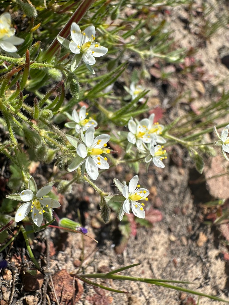 Spergularia macrotheca var. macrotheca photo 3