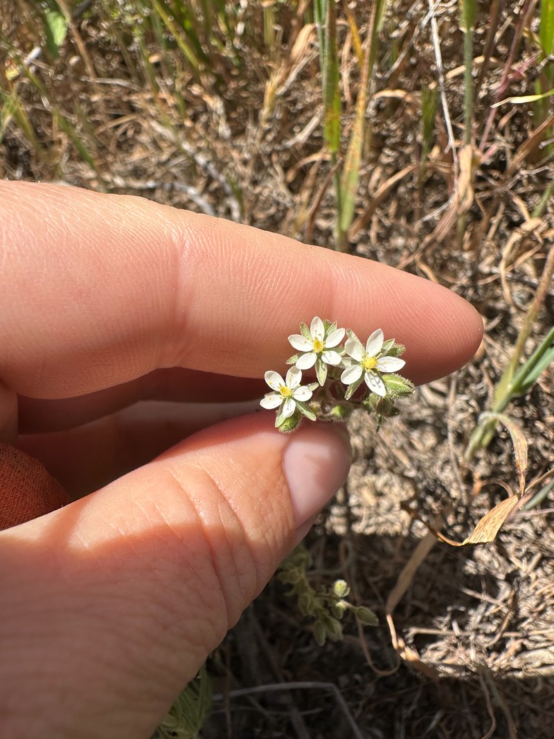 Spergularia macrotheca var. macrotheca photo 4