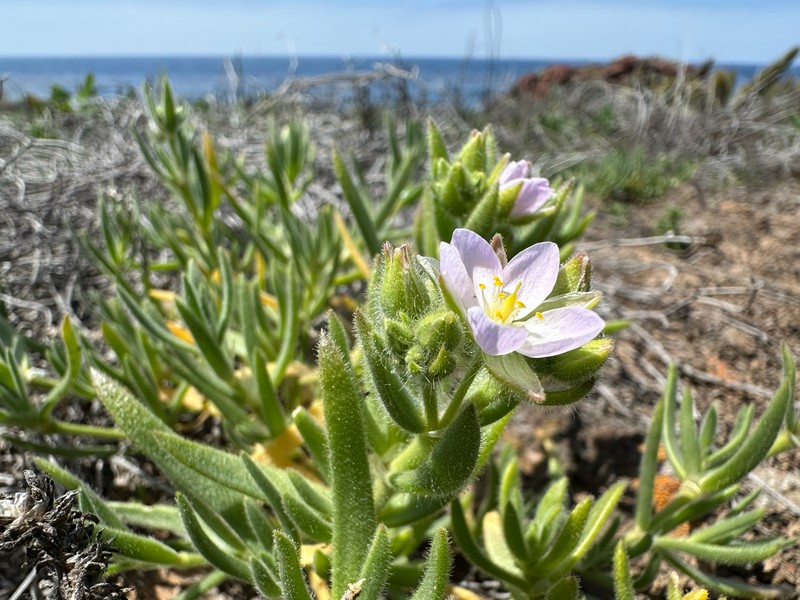 Spergularia macrotheca var. macrotheca photo 5