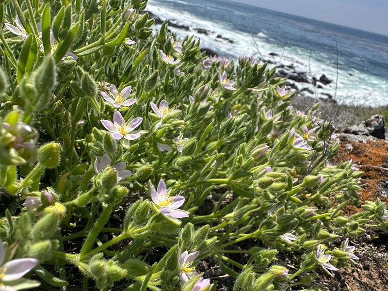 Spergularia macrotheca var. macrotheca photo 6