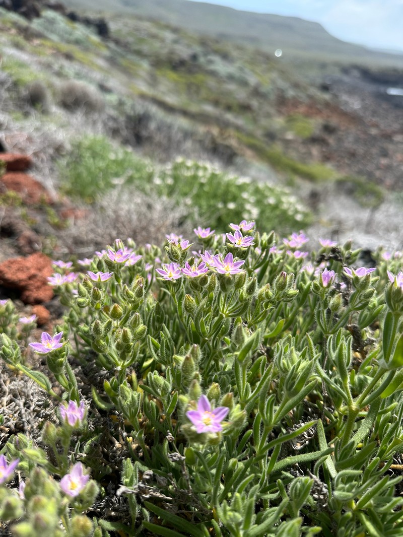 Spergularia macrotheca var. macrotheca photo 7