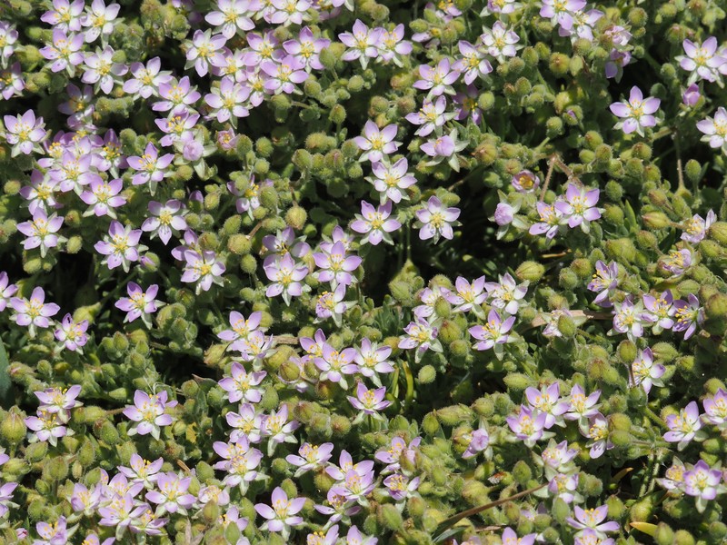 Spergularia macrotheca var. macrotheca photo 8