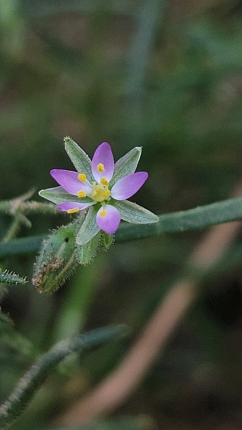 Salt Sandspurry photo 4